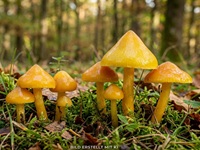 Spitzgebuckelter Saftling1